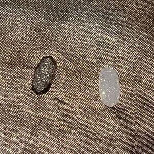 Kendra Scott Elisa Stones